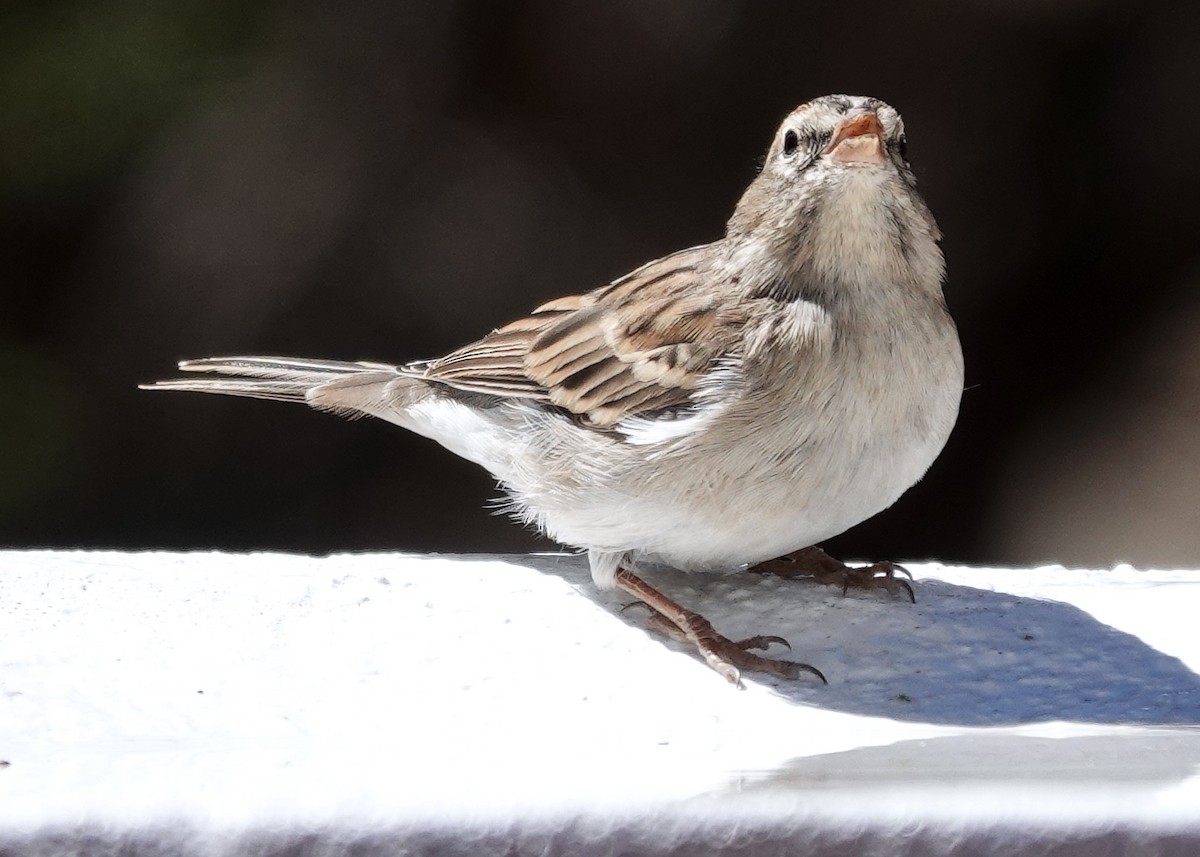 Chipping Sparrow - ML642210086
