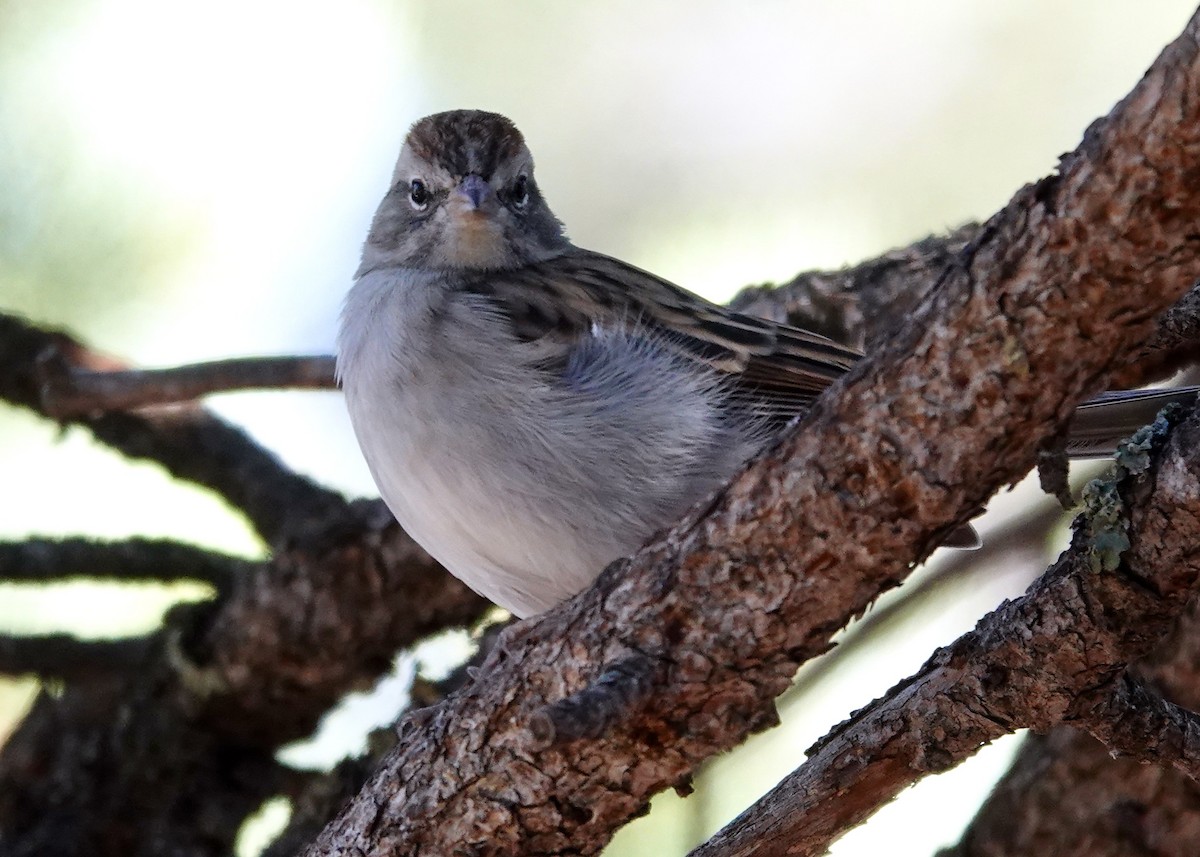 Chipping Sparrow - ML642210087