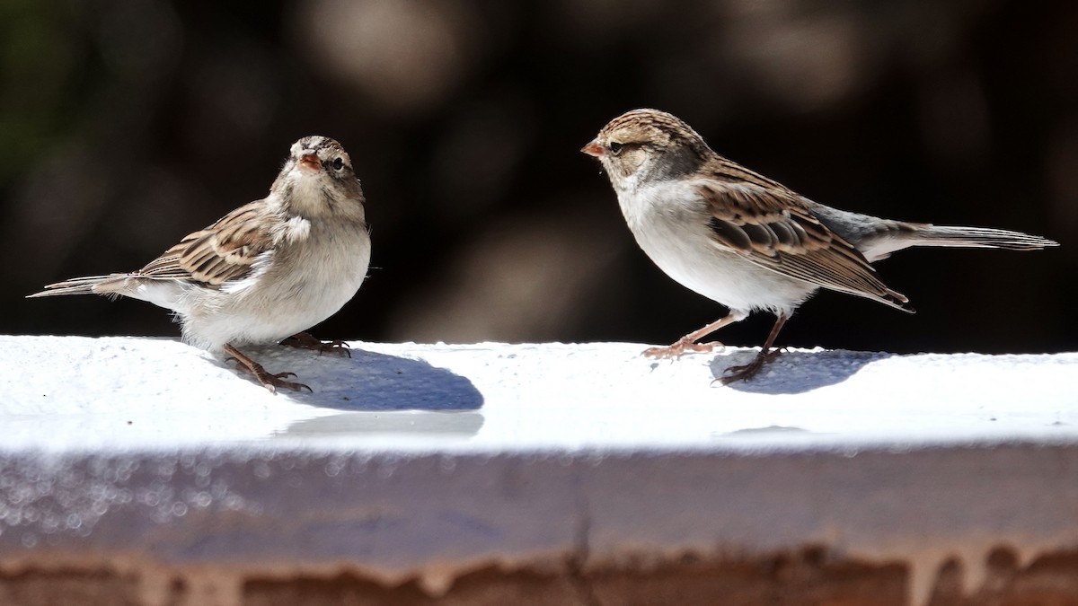 Chipping Sparrow - ML642210088