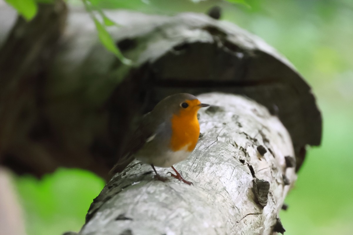 European Robin - ML642210089