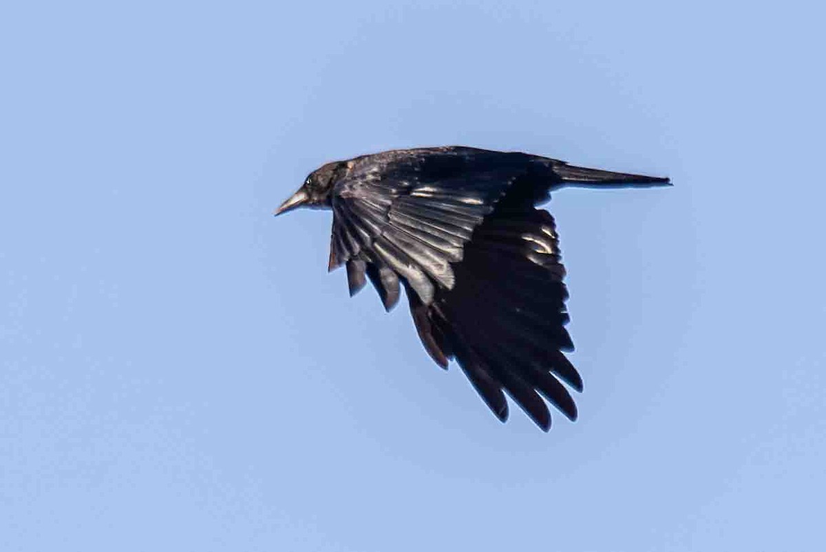 American Crow - ML642210090