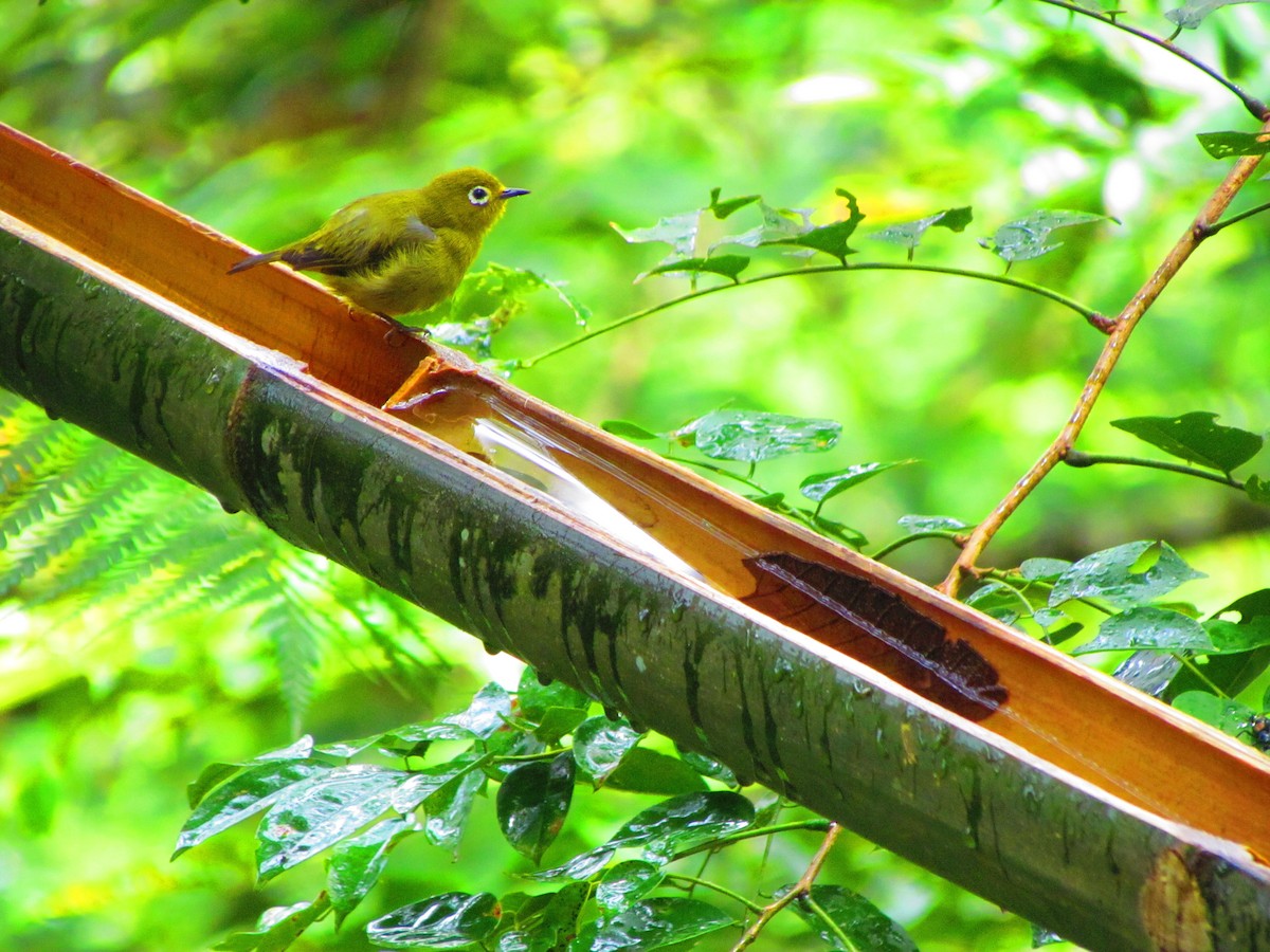Yellowish White-eye - ML642210107