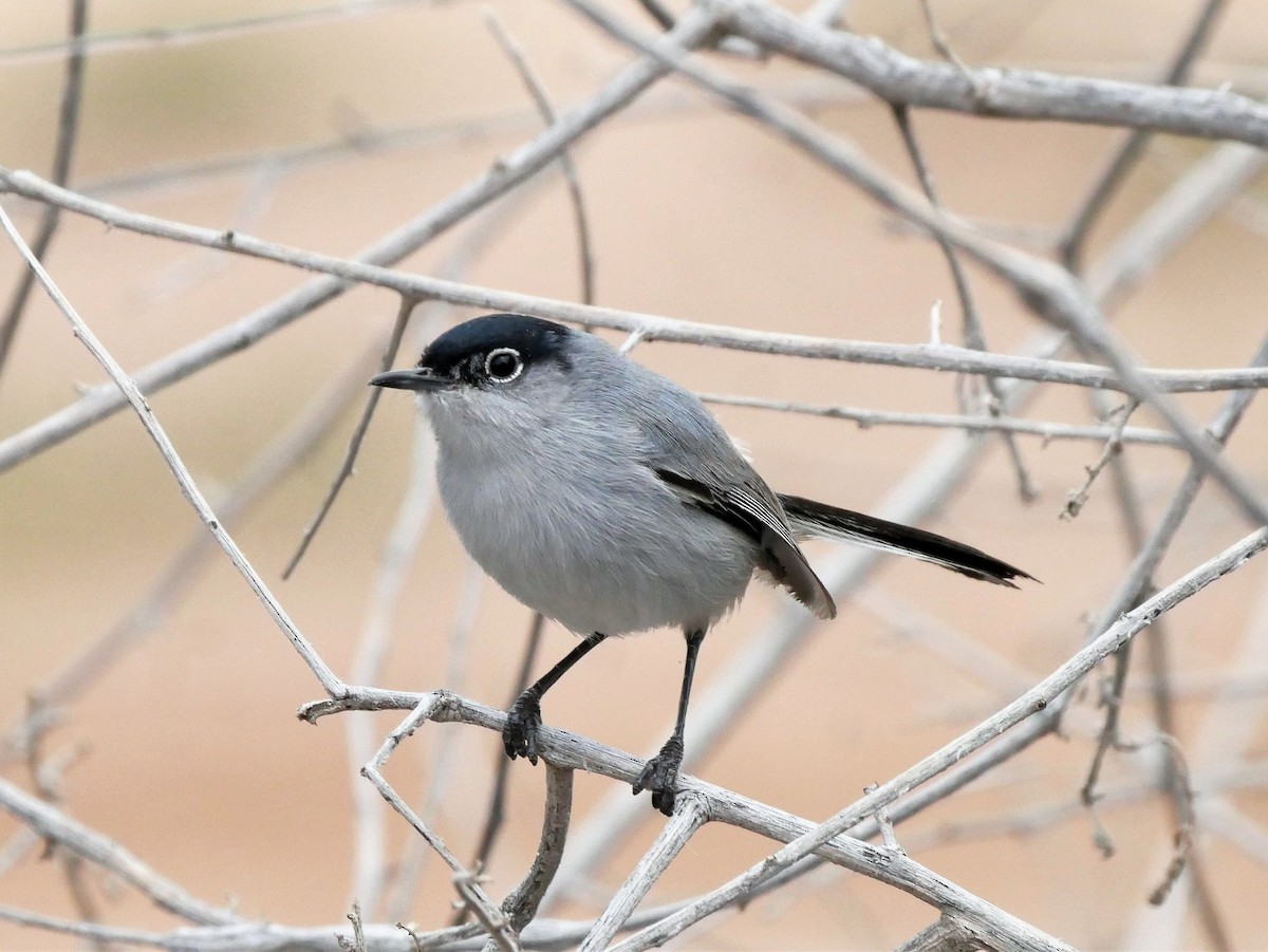 Black-tailed Gnatcatcher - ML64221011