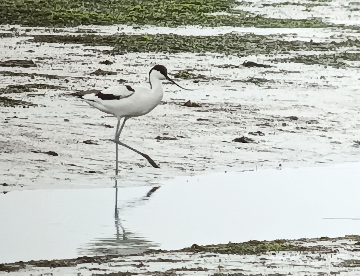 Pied Avocet - ML642210115