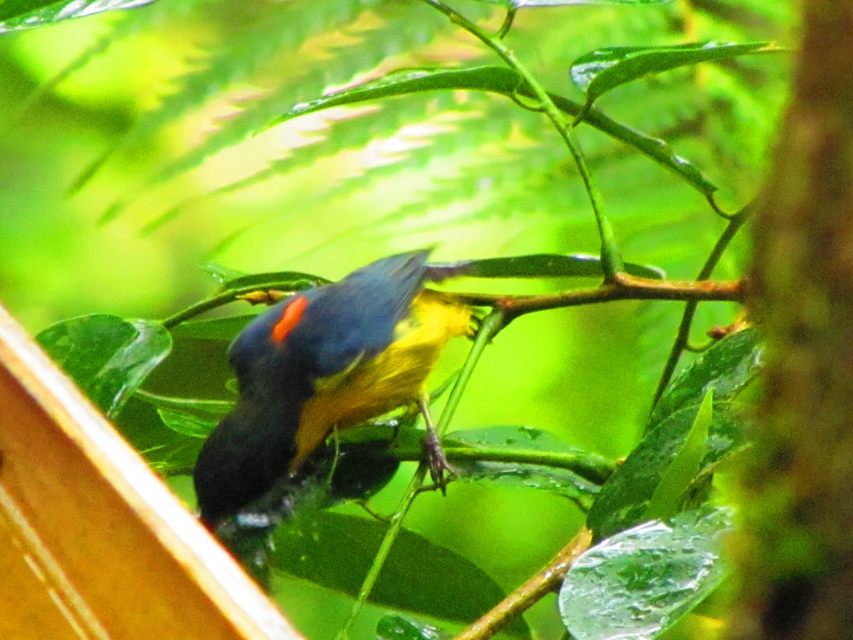 Orange-bellied Flowerpecker - ML642210120