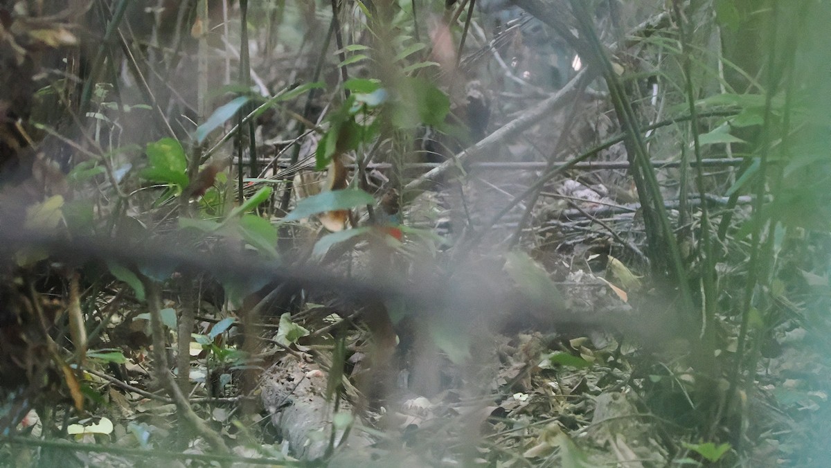 Sulawesi Pitta (Sulawesi) - ML642210121