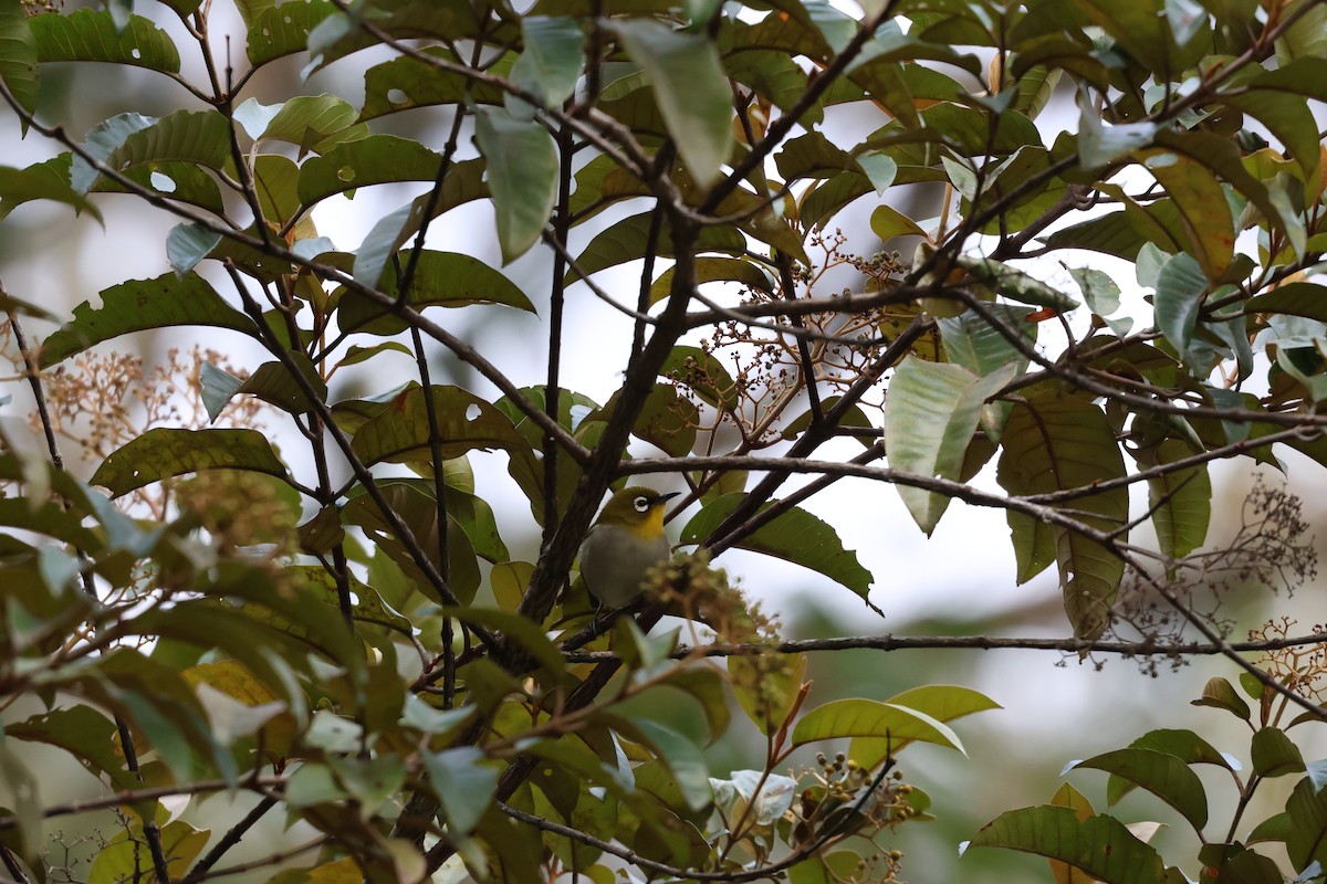 Malagasy White-eye - ML642210122