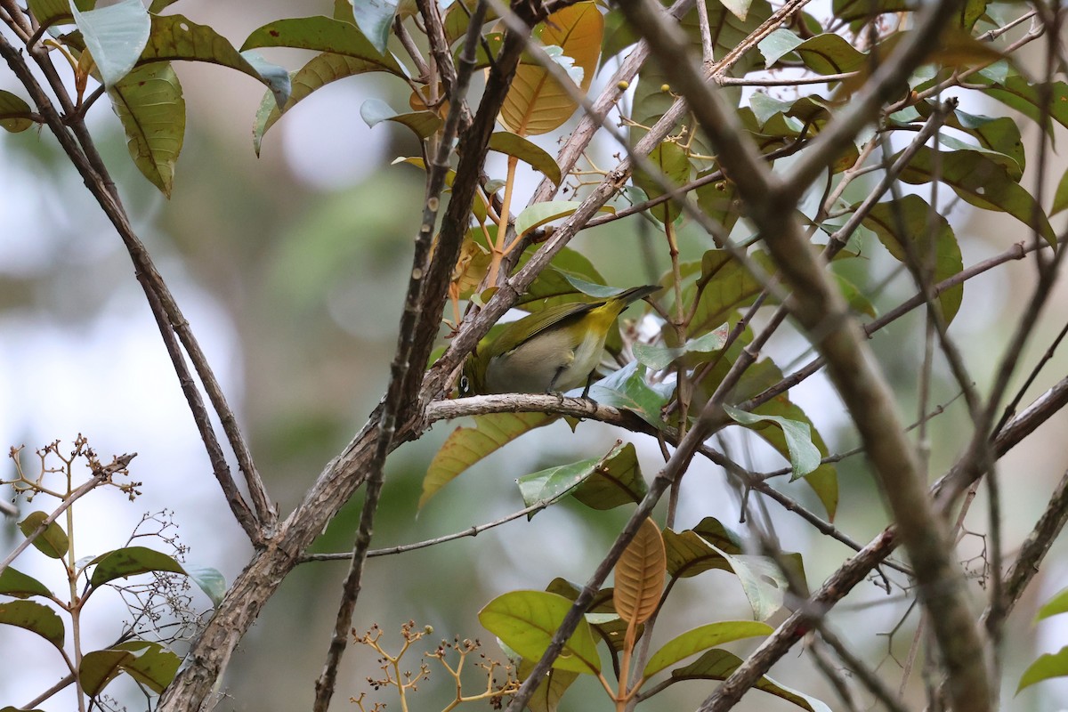 Malagasy White-eye - ML642210126