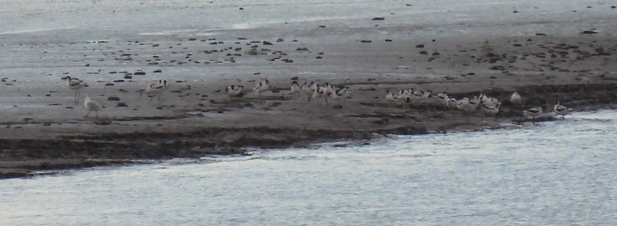Pied Avocet - ML642210137