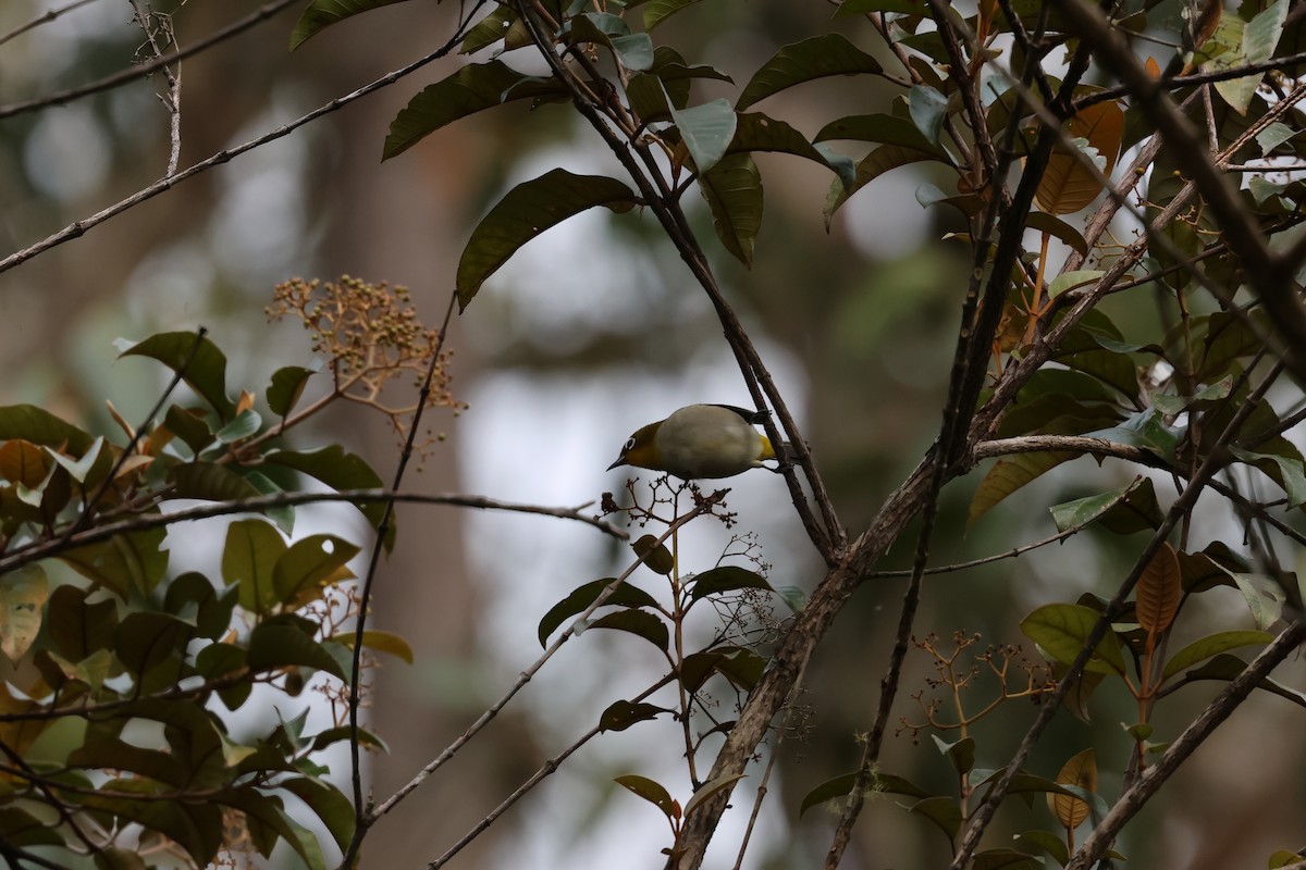Malagasy White-eye - ML642210142