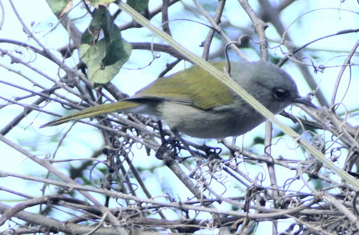 Green-tailed Warbler - ML642210163