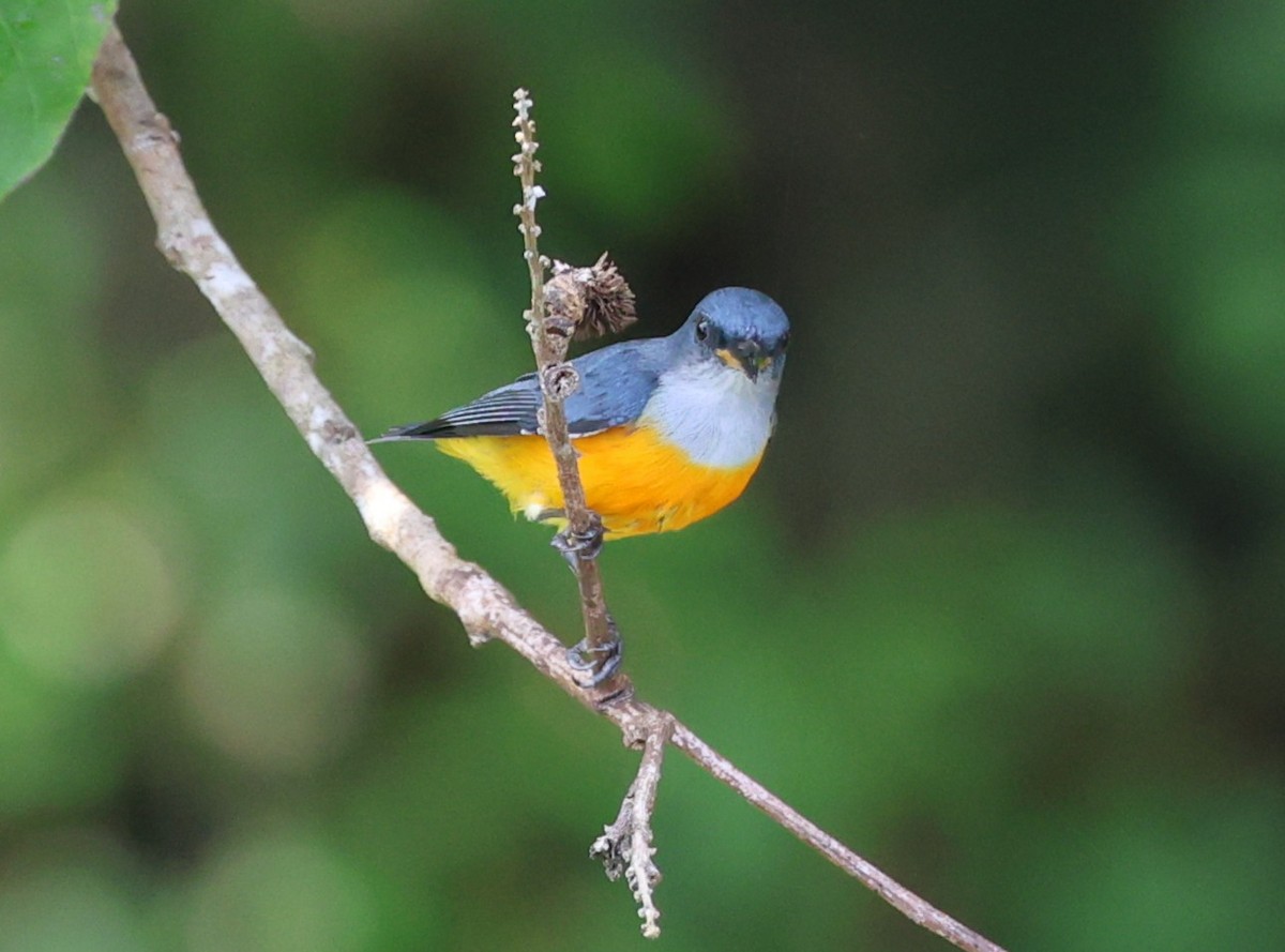 Orange-bellied Flowerpecker - ML642210182