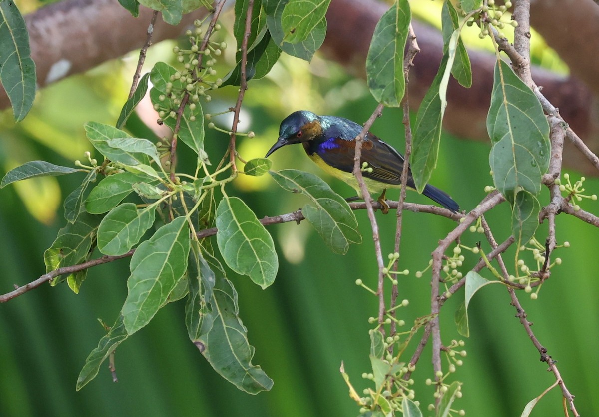 Brown-throated Sunbird - ML642210192
