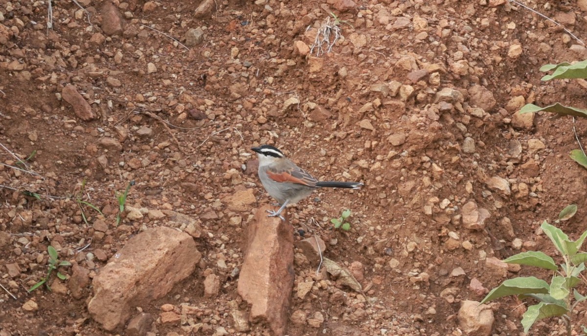 Black-crowned Tchagra - ML642210193