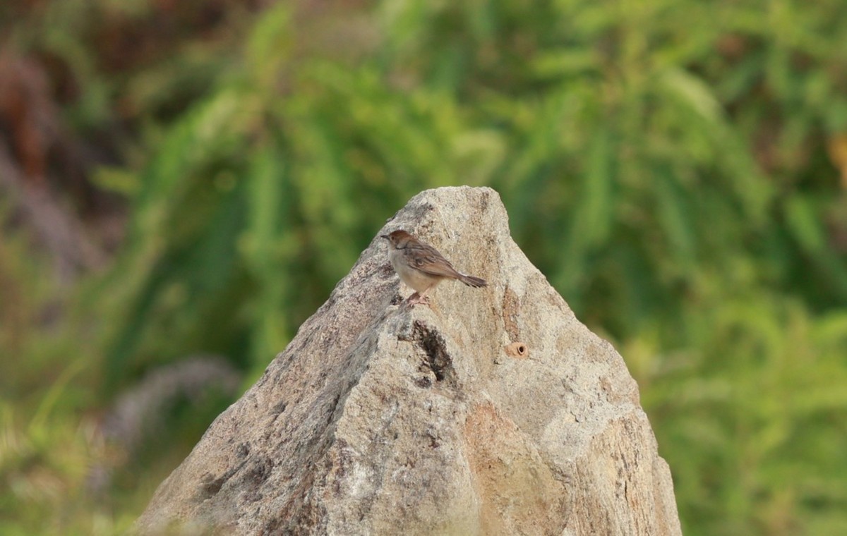 Boran Cisticola - ML642210200