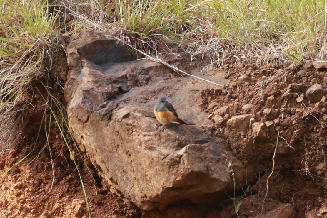 Little Rock-Thrush - ML642210205
