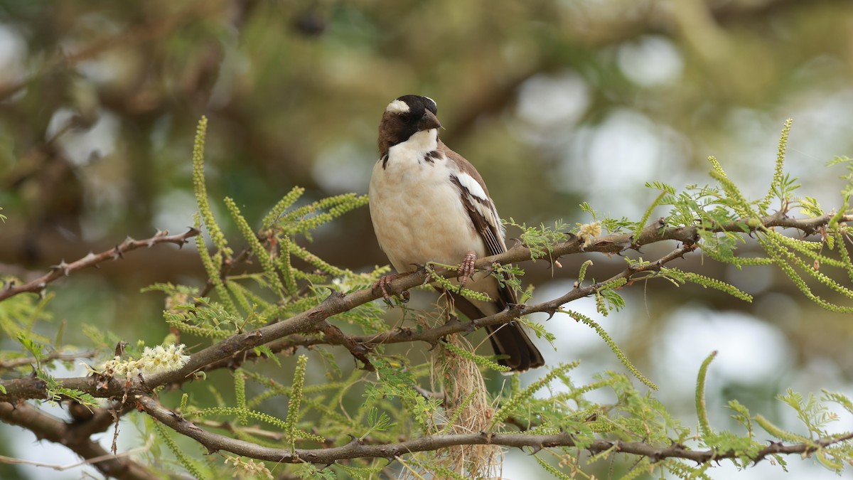 White-browed Sparrow-Weaver (Black-billed) - ML642210214