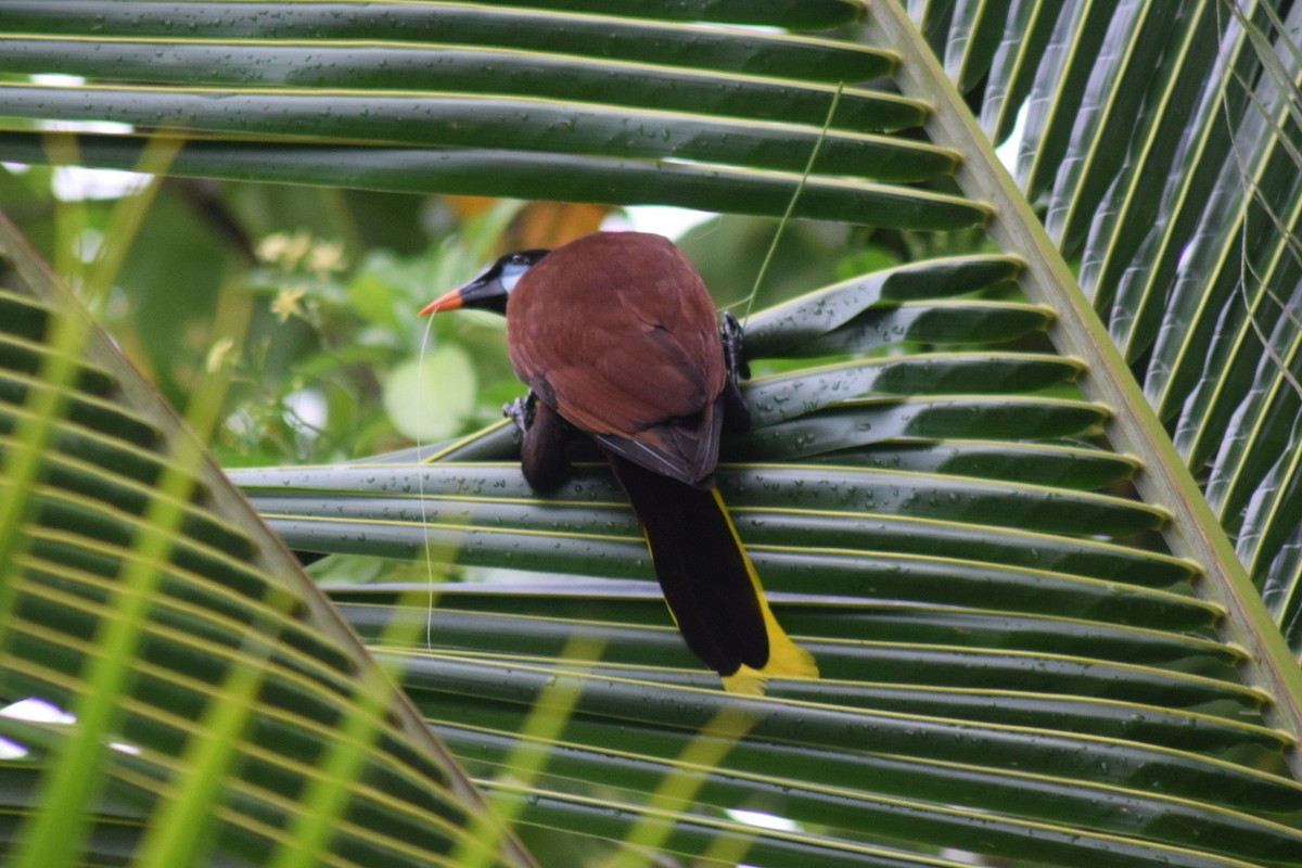 Montezuma Oropendola - ML642210222