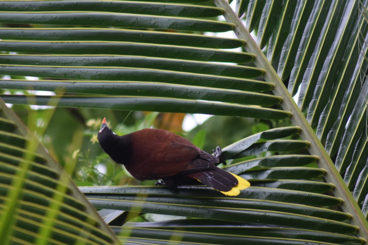 Montezuma Oropendola - ML642210223