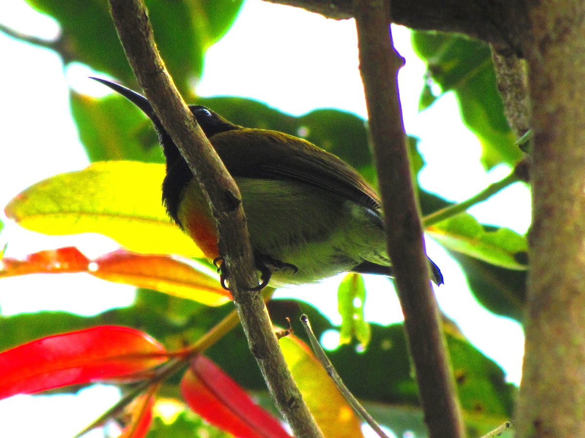 Flaming Sunbird - ML642210226