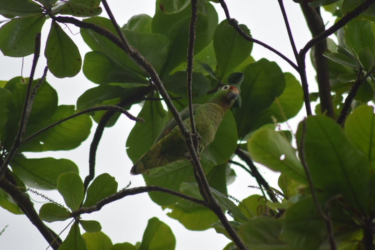 Amazona Frentirroja - ML642210246