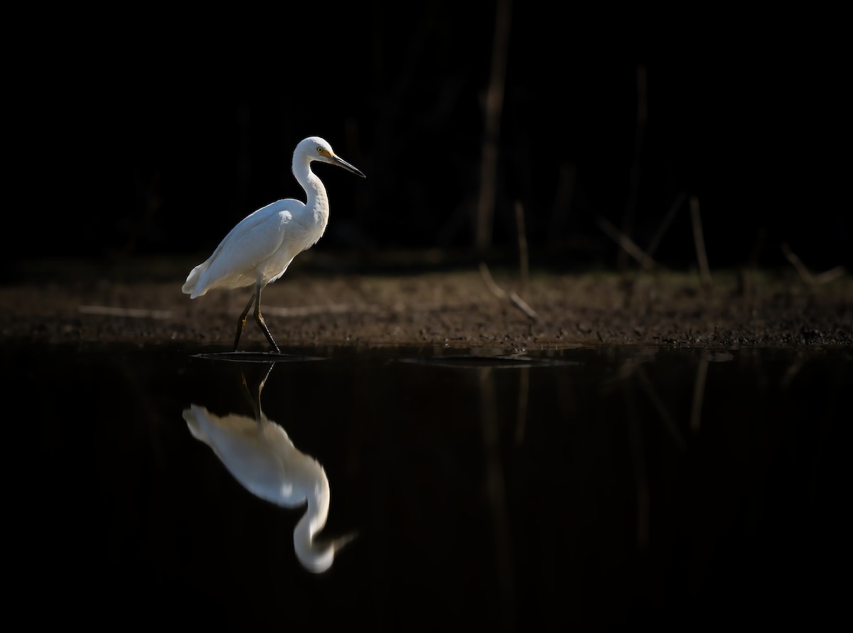 Snowy Egret - ML642210265