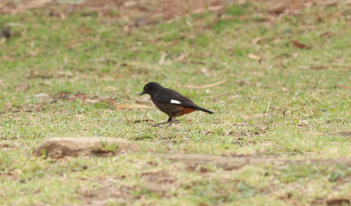 White-winged Cliff-Chat - ML642210268