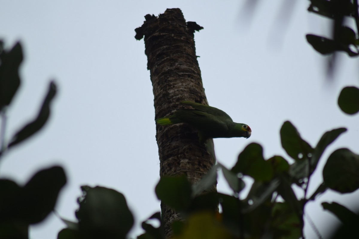 Amazona Frentirroja - ML642210272