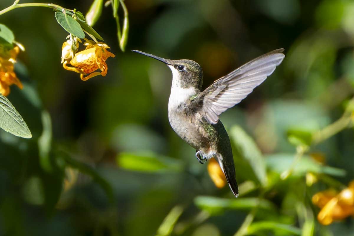 Ruby-throated Hummingbird - ML642210273