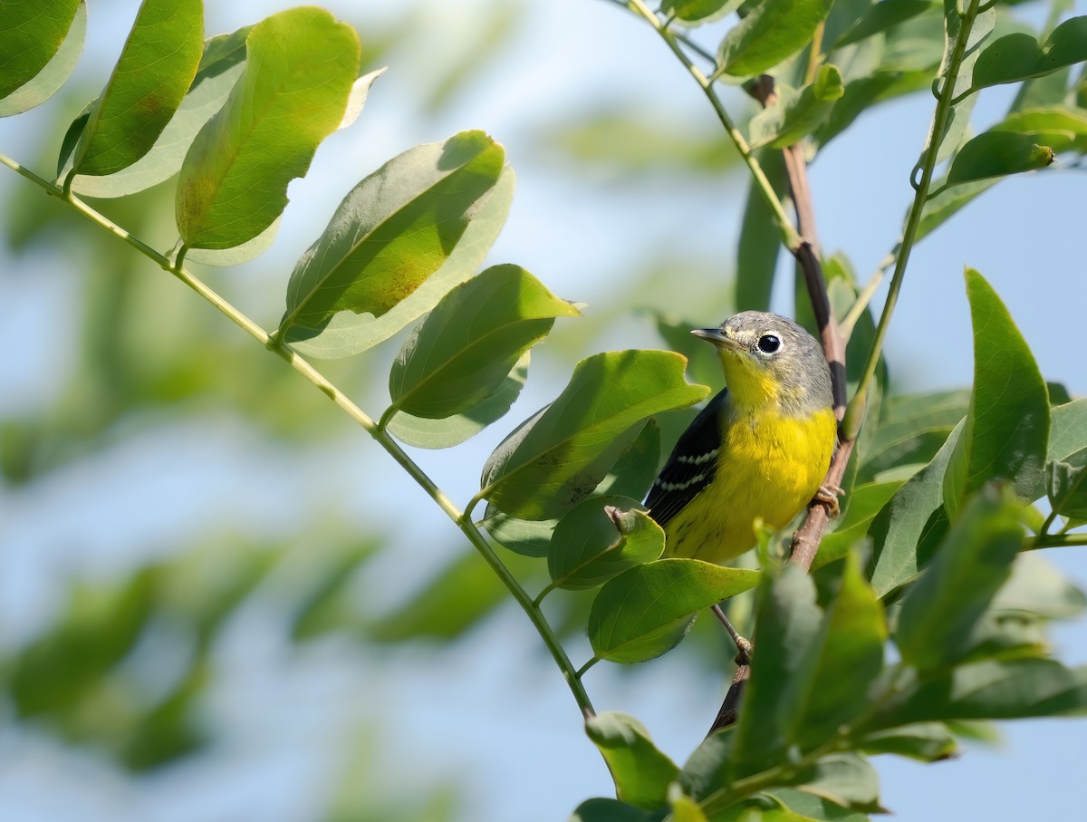 Magnolia Warbler - ML642210275