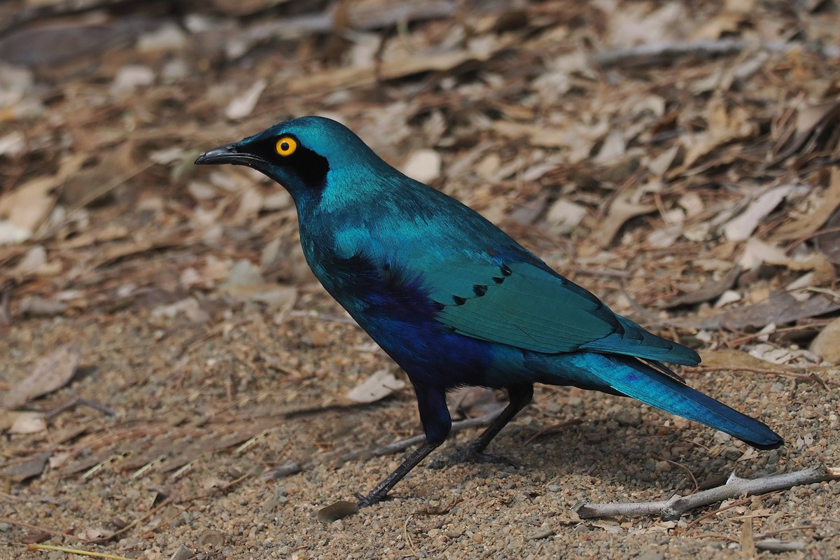 Greater Blue-eared Starling - ML642210284