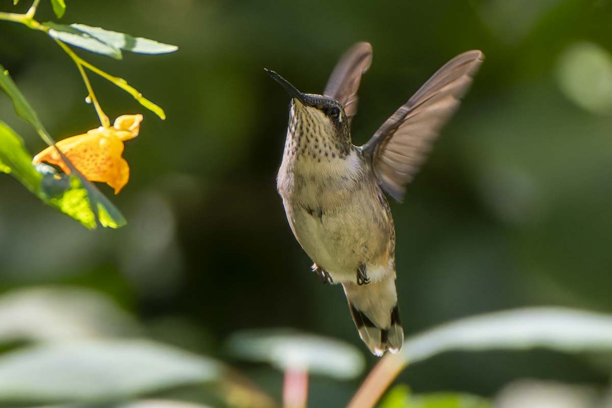 Ruby-throated Hummingbird - ML642210285