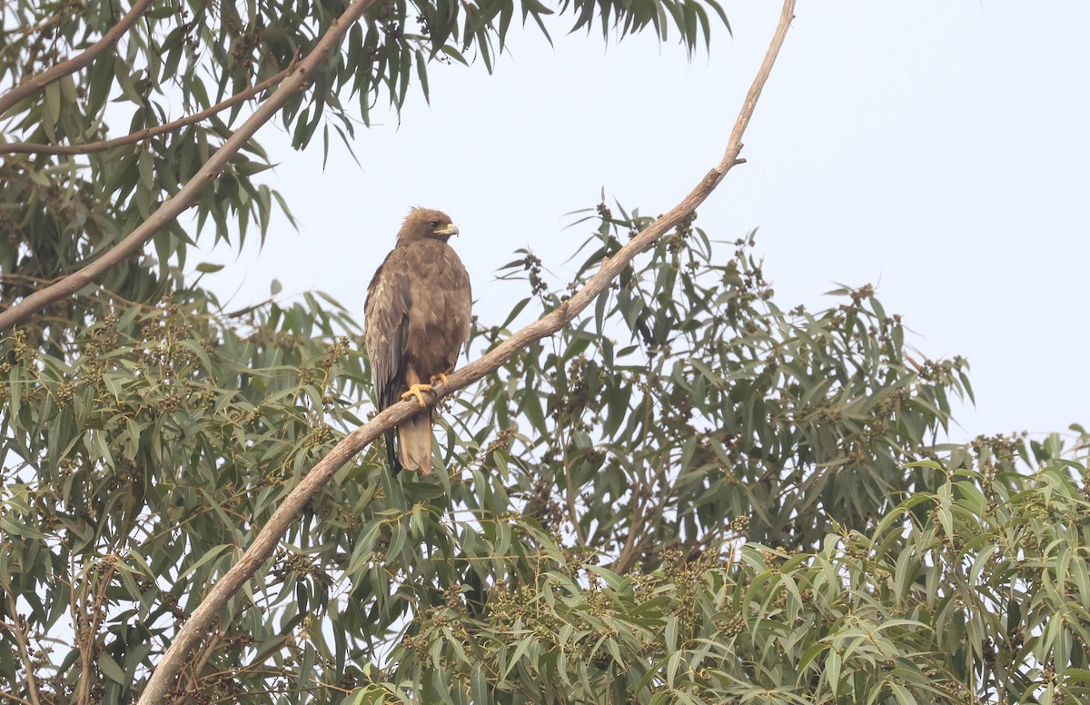 Wahlberg's Eagle - ML642210308