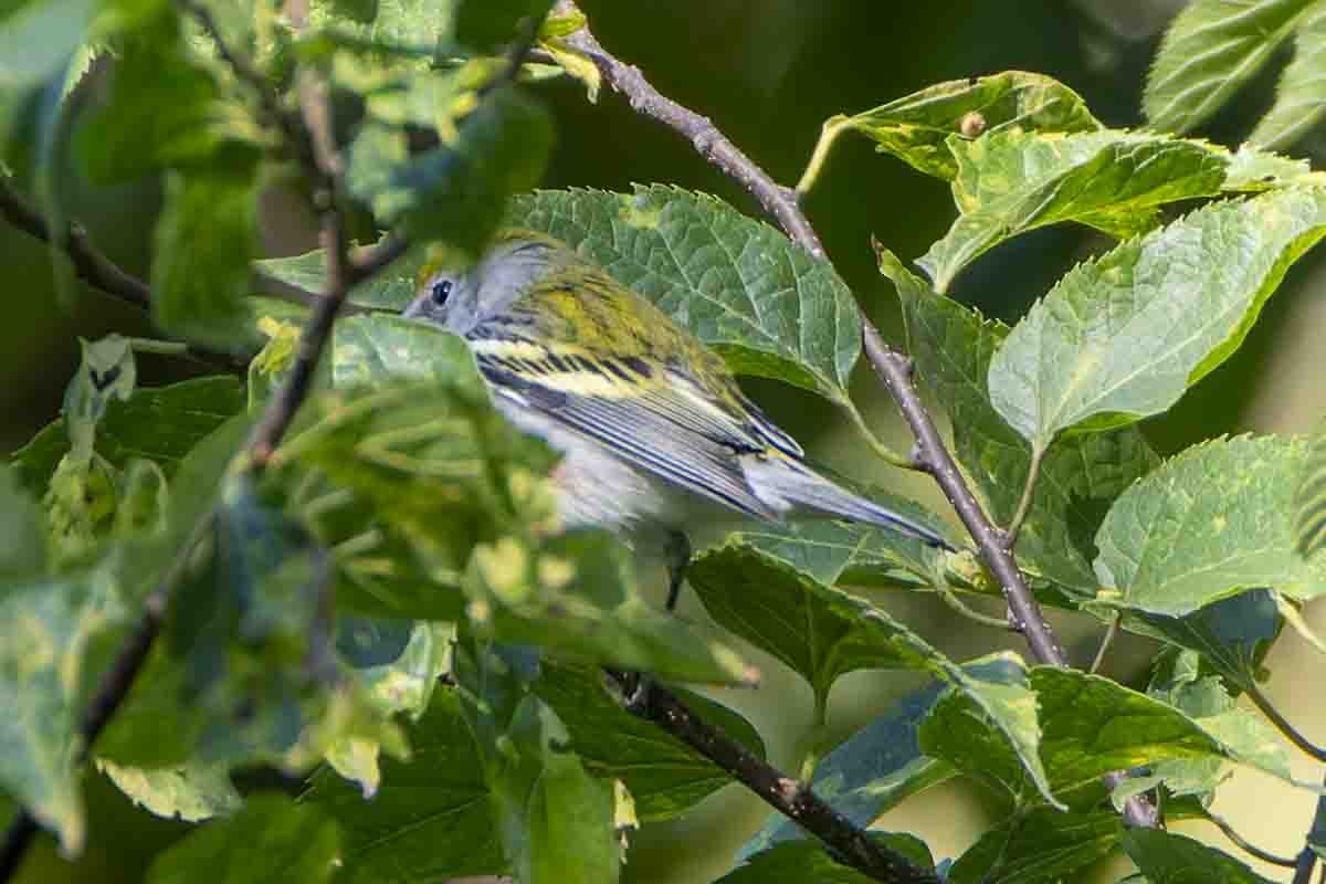 Chestnut-sided Warbler - ML642210312