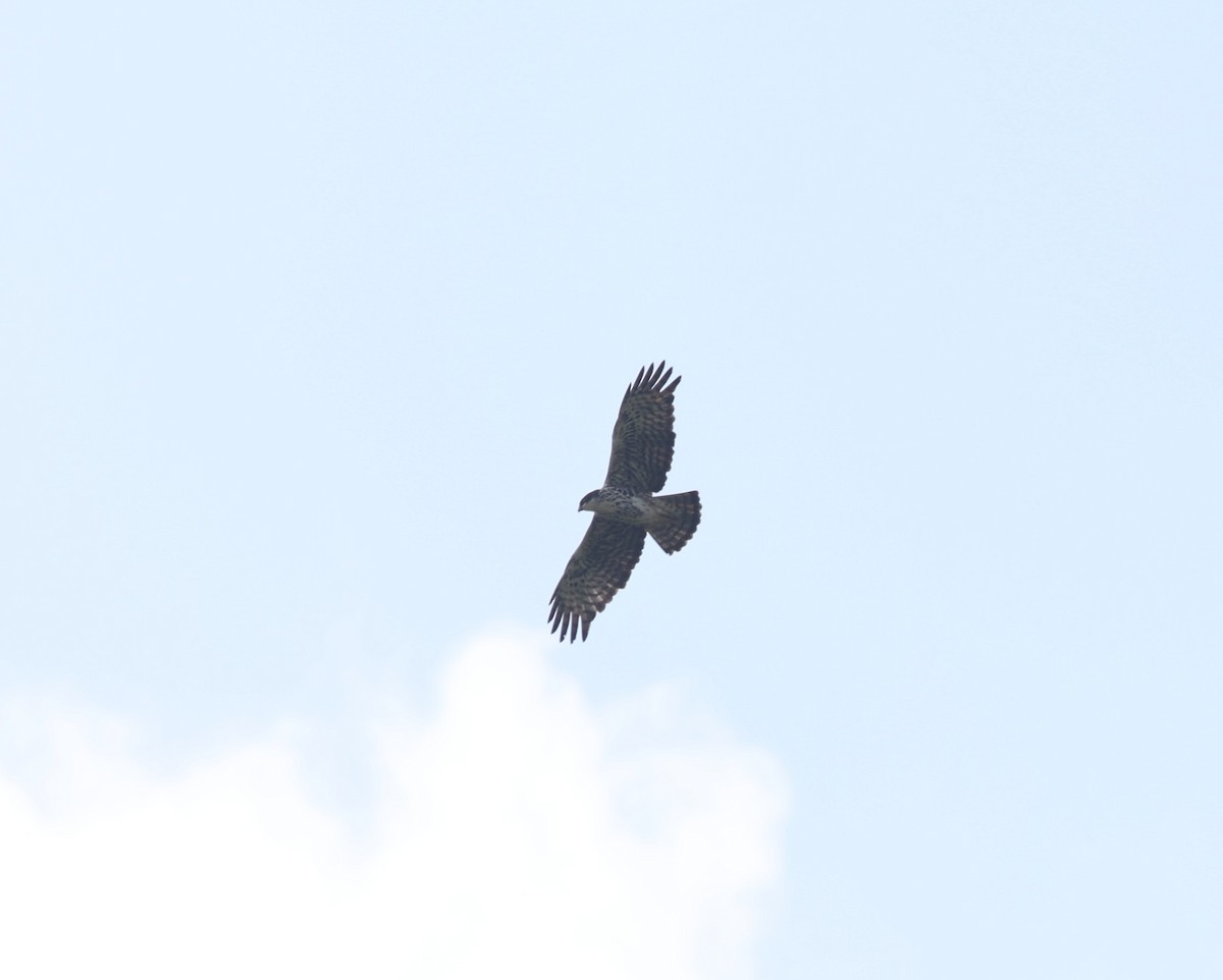 Ayres's Hawk-Eagle - ML642210313