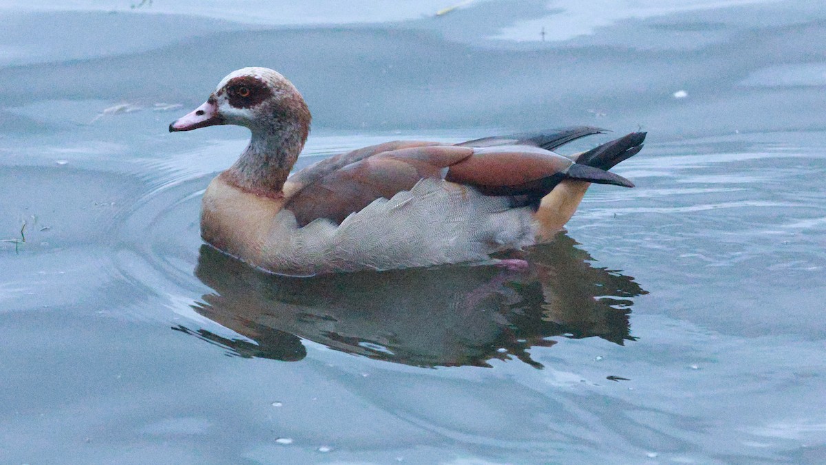 Egyptian Goose - ML642210336