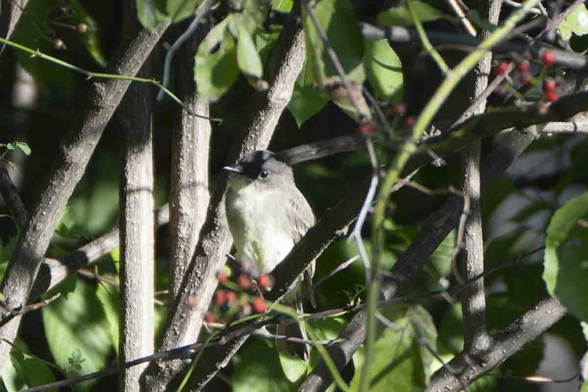 Eastern Phoebe - ML642210360
