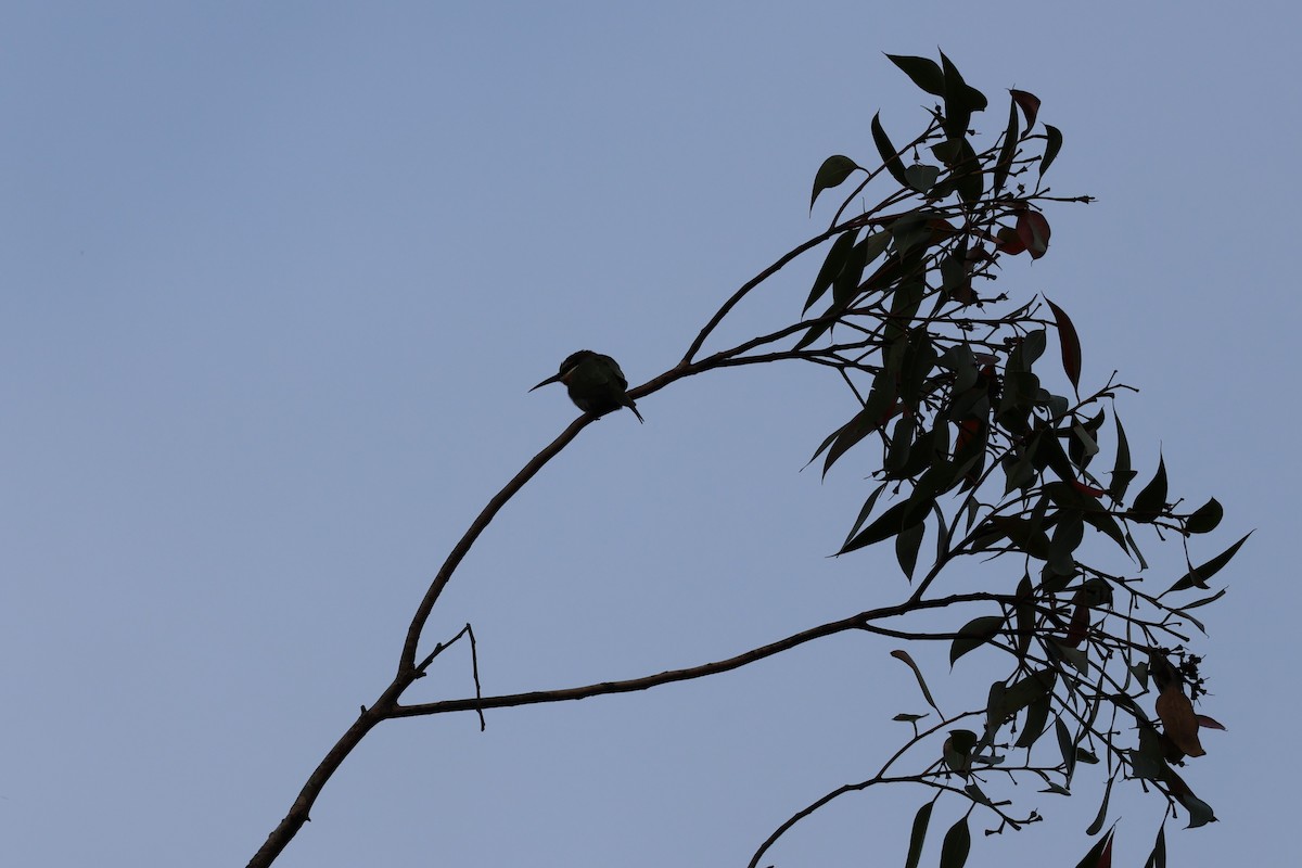 Olive Bee-eater - ML642210367