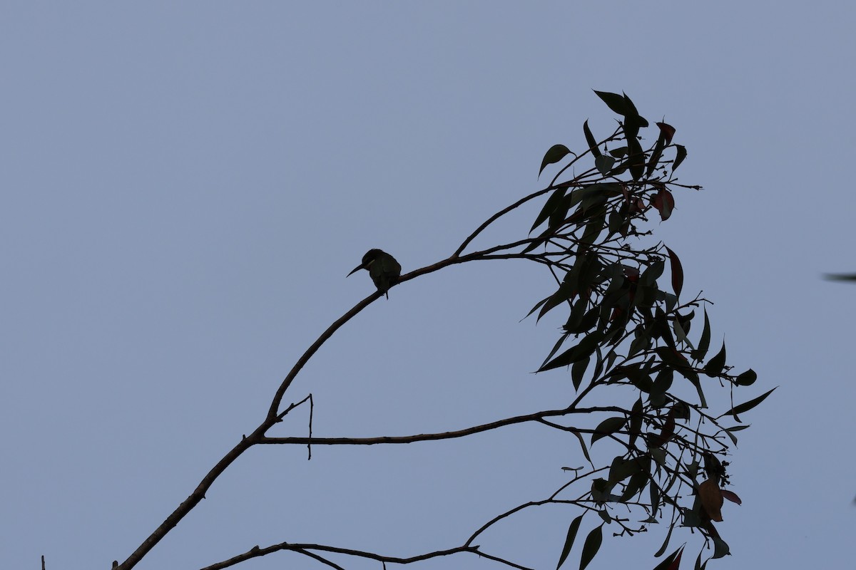 Olive Bee-eater - ML642210371