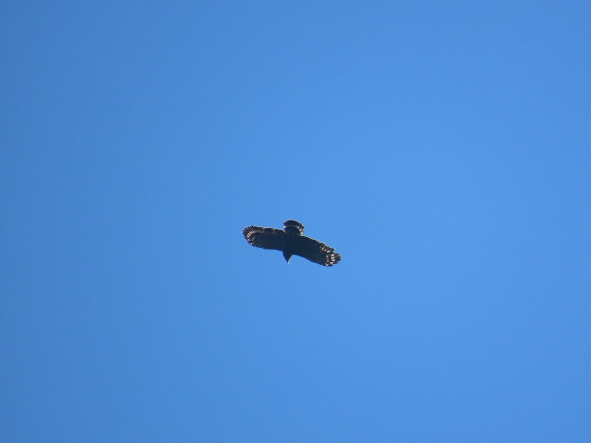 Haubenschlangenadler - ML642210373