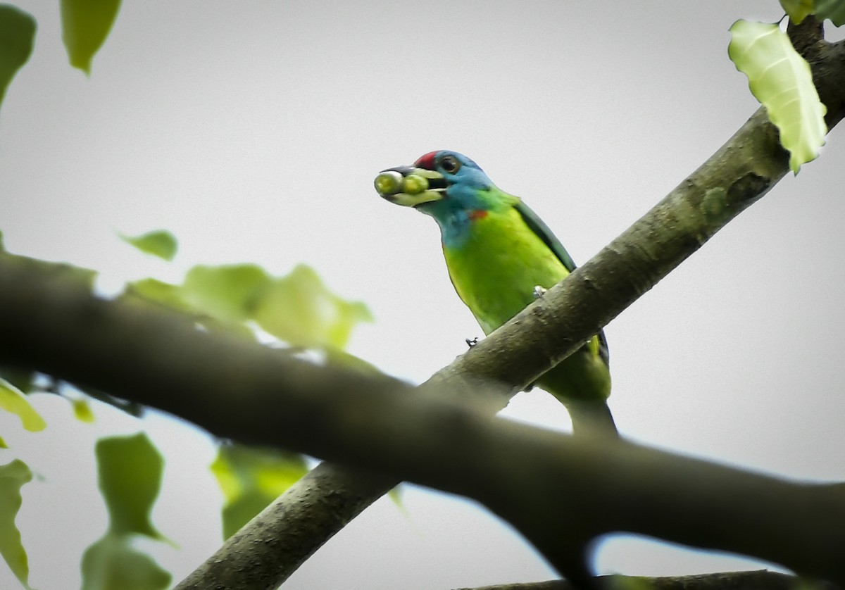 Blue-throated Barbet - ML642210374