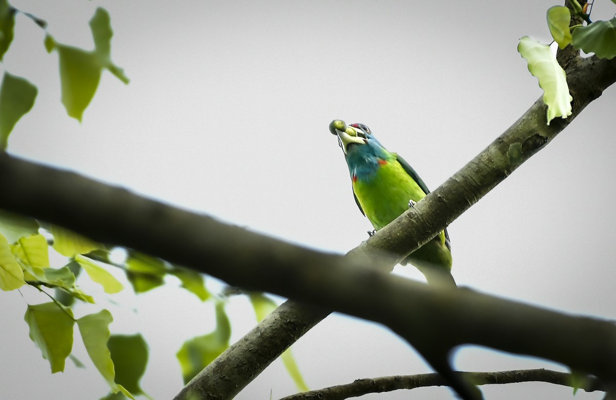 Blue-throated Barbet - ML642210375