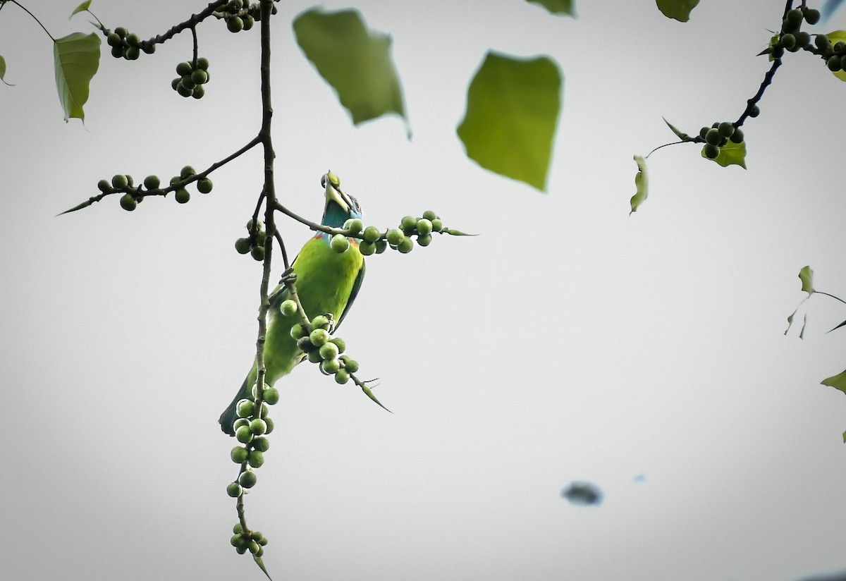 Blue-throated Barbet - ML642210376
