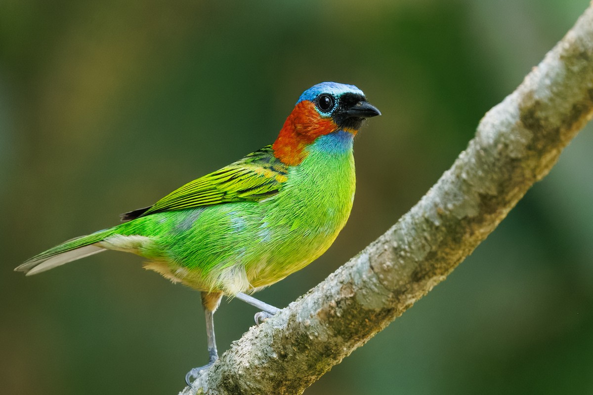 Blaukappentangare - ML642210386