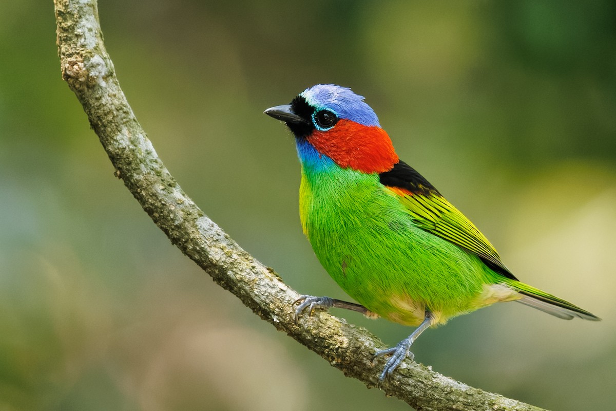 Blaukappentangare - ML642210388