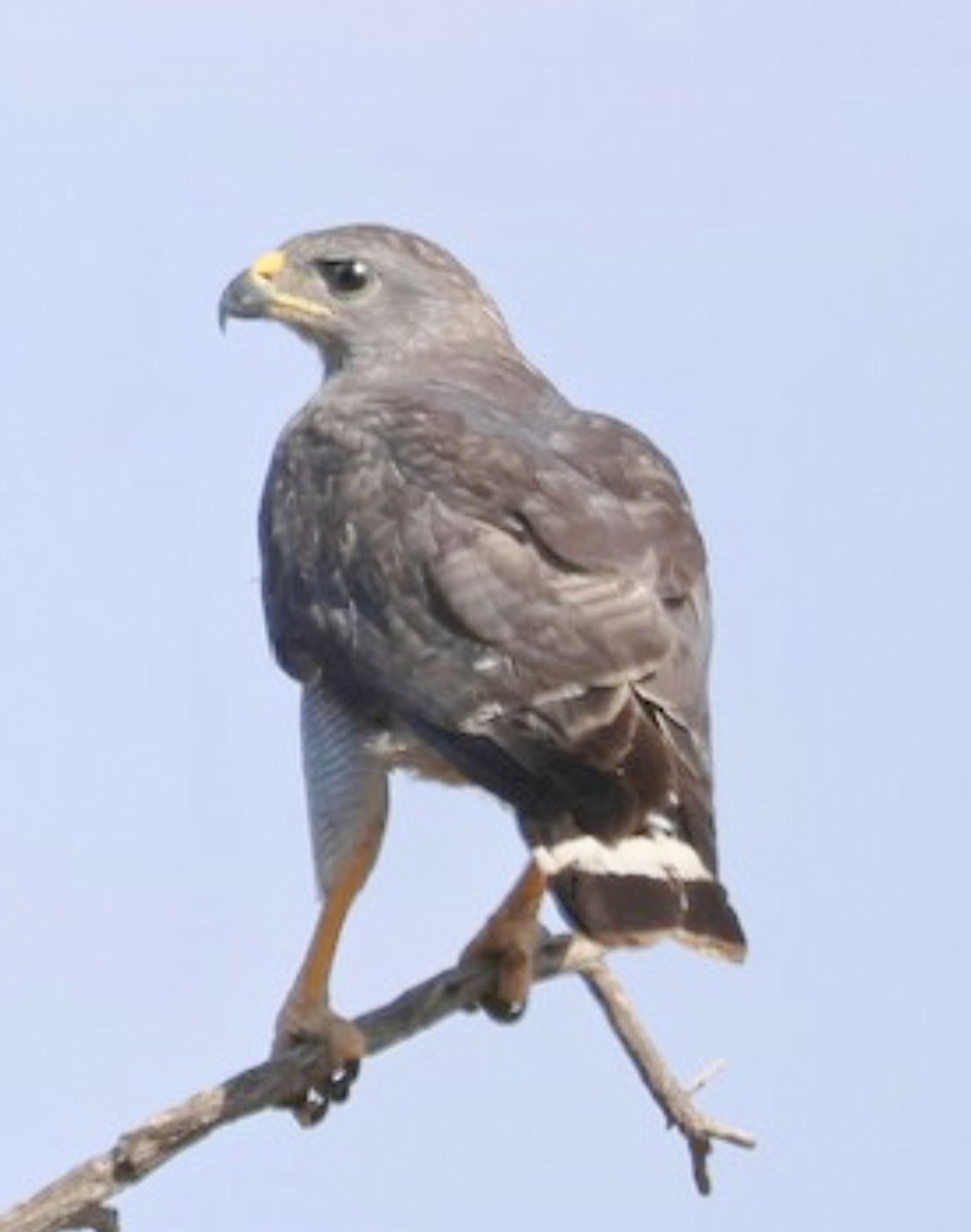 Graubussard - ML642210399