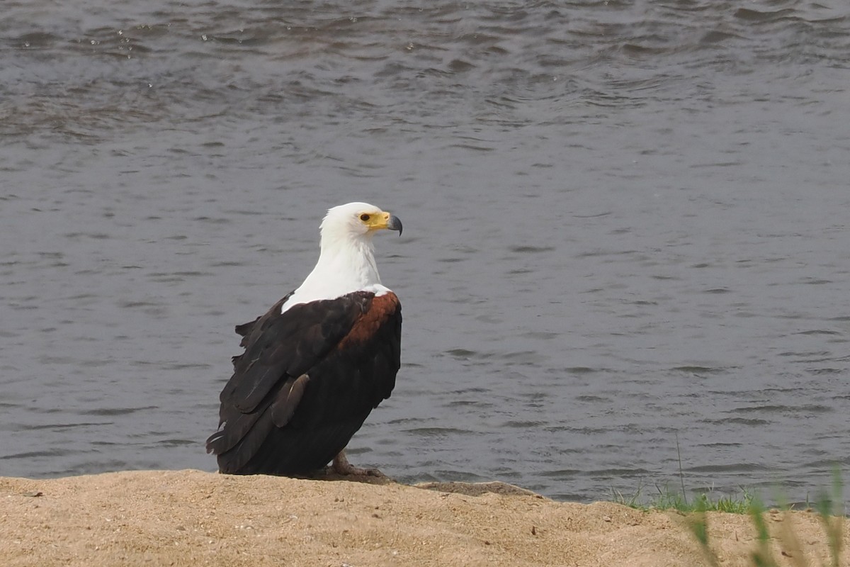 Schreiseeadler - ML642210400