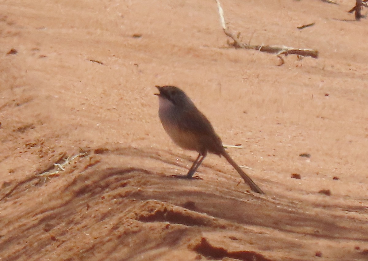 Sandhill Grasswren - ML642210403