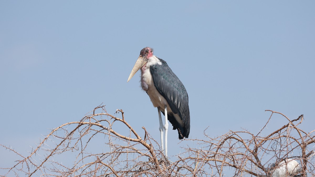 Marabou Stork - ML642210407