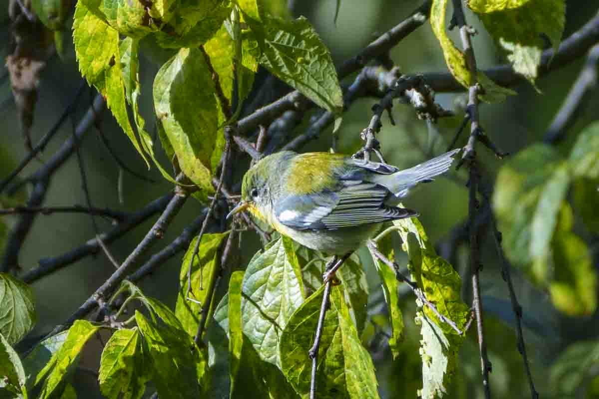 Northern Parula - ML642210417